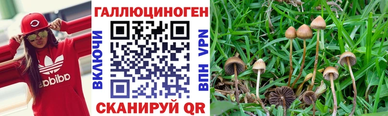 Псилоцибиновые грибы мицелий  дарк нет клад  Шумиха 